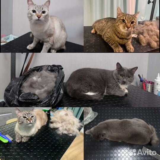 Груминг / Стрижка собак и кошек / Академический