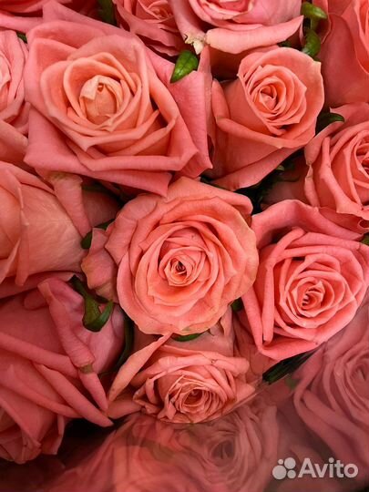 Розы букет 51шт