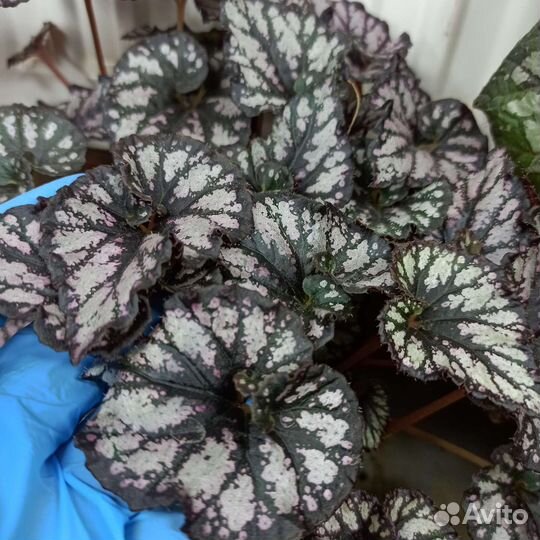 Бегония декоративно лиственная