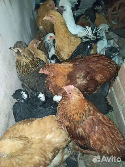 Куры разных пород