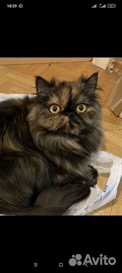 Персидская