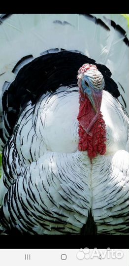 Халяль куры и индейка