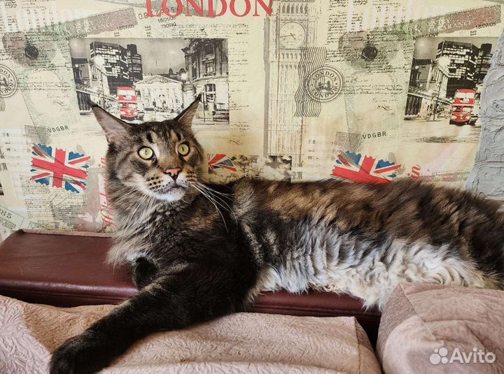 Кот ищет дом