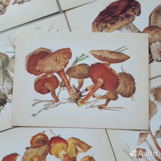 Винтажные открытки Грибы