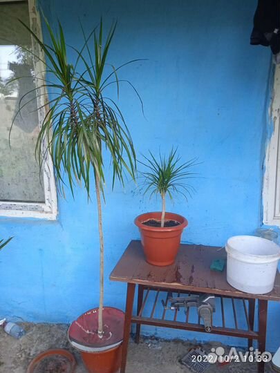 Цветы комнатные