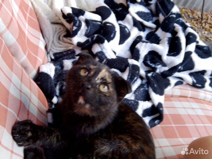 Котята