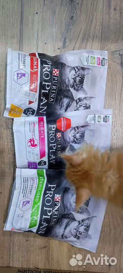 Purina pro plan для котят