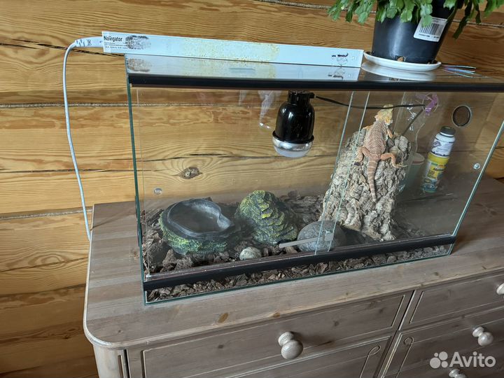 Бородатая агама с террариумом