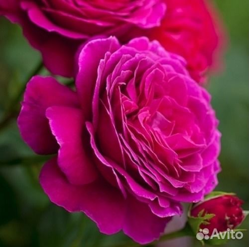 Саженцы роз в горшках