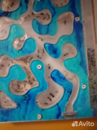 Муравьиная ферма