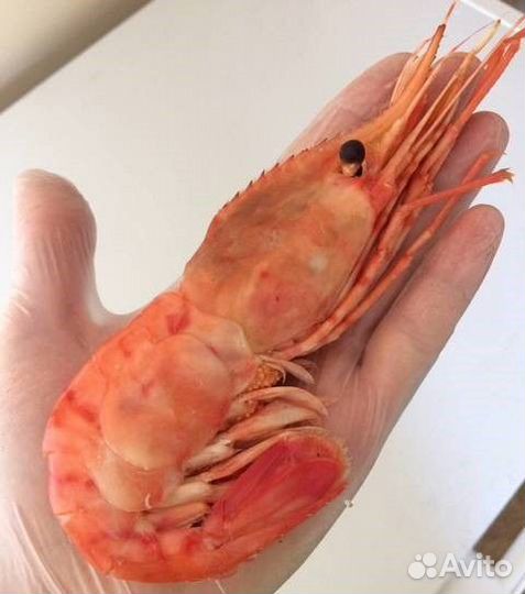 Креветка ботан