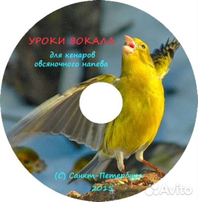 Канарейка самка Уроки вокала для канареек