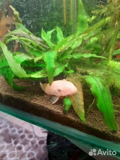 Номерной сом L-144 Snow White