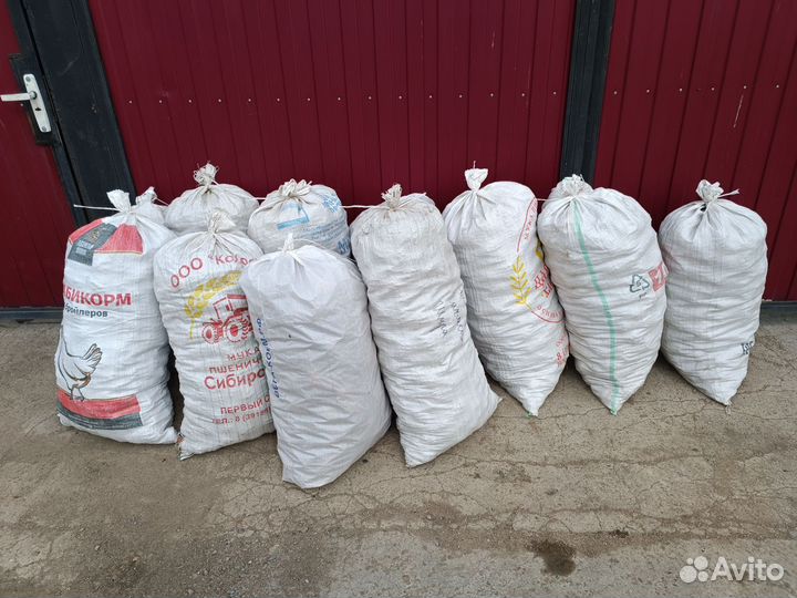 Шишка кедровая орех