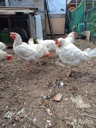 Куры несушки 9шт