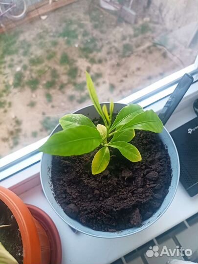 Маленький дерево лимон