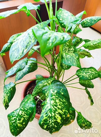 Диффенбахия