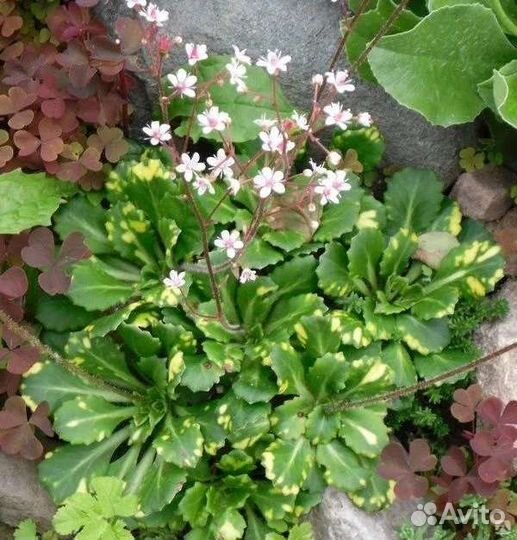 Цветы для сада (3)