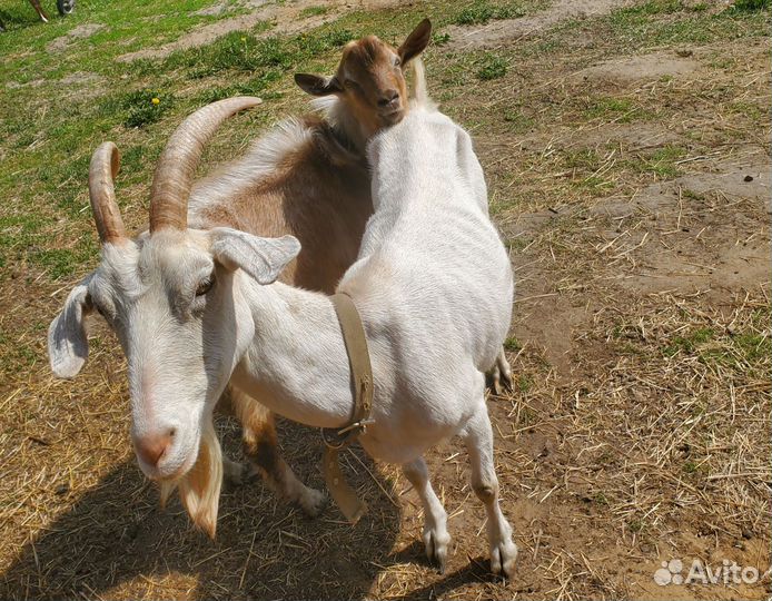 Козья продукция