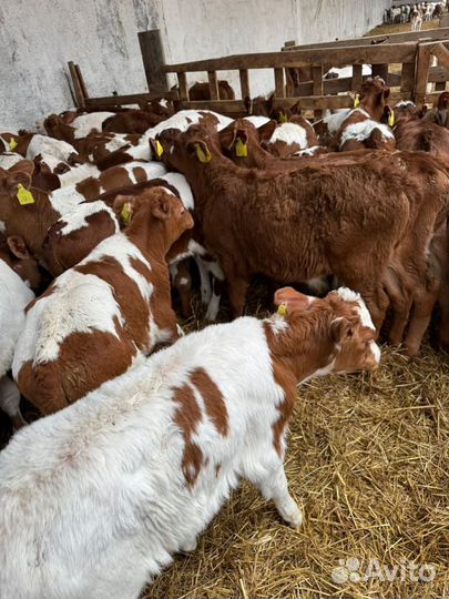 К Телята мясной породы