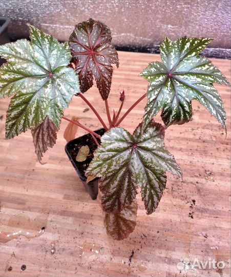 Бегония Грифон