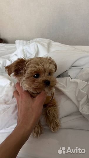 Мальтипу f1 микро