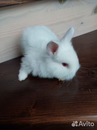Мини карликовый кролик