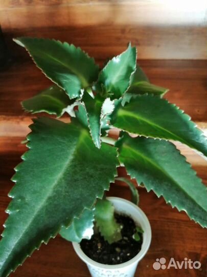 Каланхое лечебное, алое, золотой ус