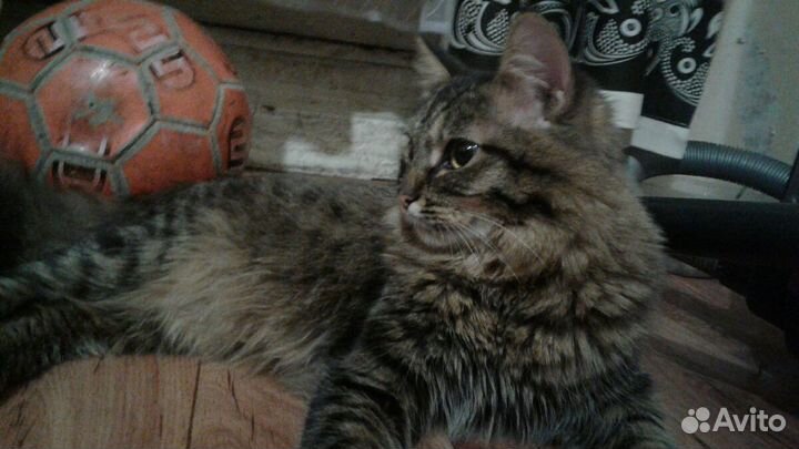 Сибирский котик