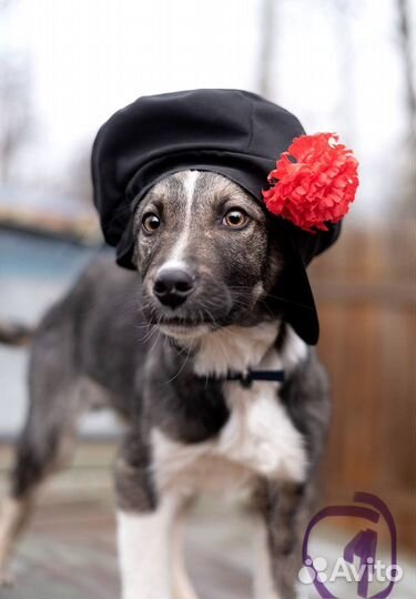 Щенок в добрые руки