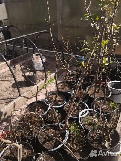 Саженцы инжира разных сортов