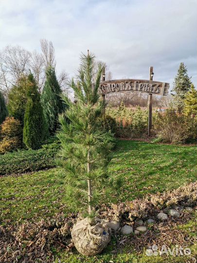 Саженцы сибирского кедра