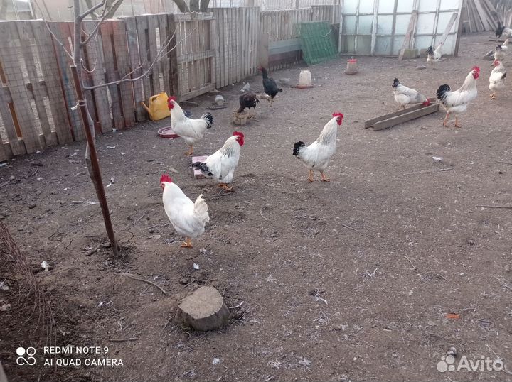 Птица домашняя на мясо