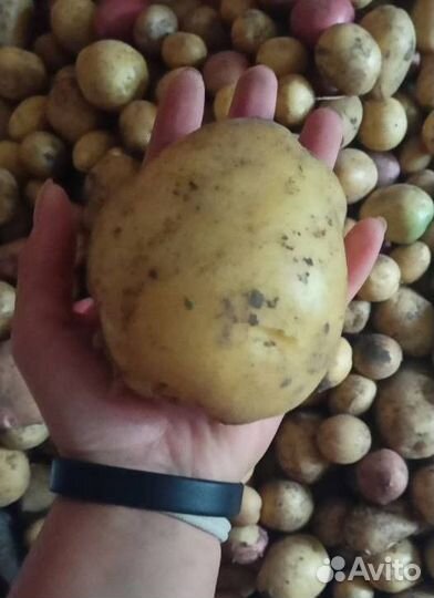 Продам картофель