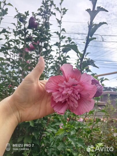 Гибискус сирийский 'Маджента Шифон'