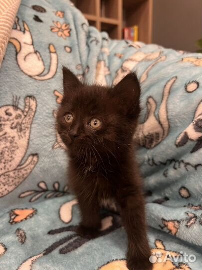 Котята в добрые руки 5 недель мальчики