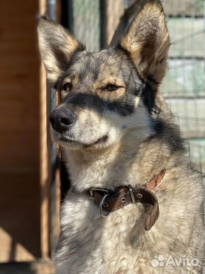 Собака бесплатно