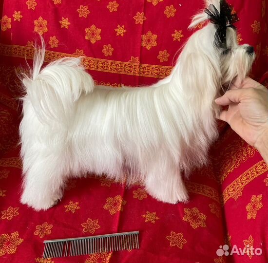 Мальтезе девочка