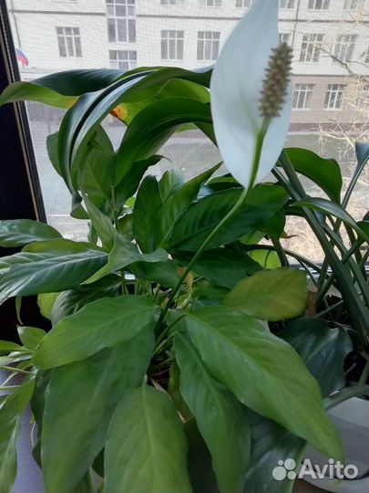 Спатифиллум