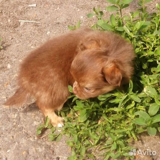 Мальчик чих