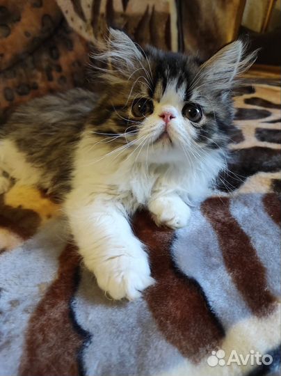 Продам персидского котёнка