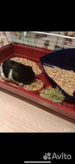 Морская свинка