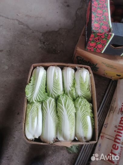 Пекинская капуста оптом