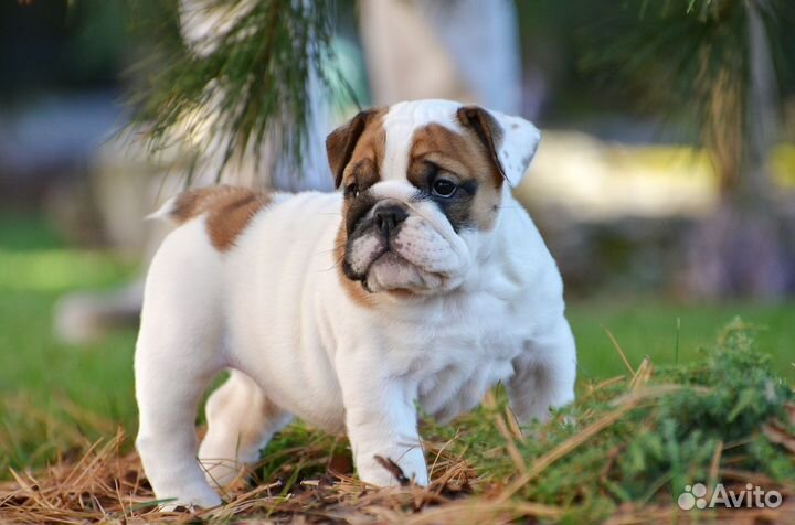 Щенки английского бульдога