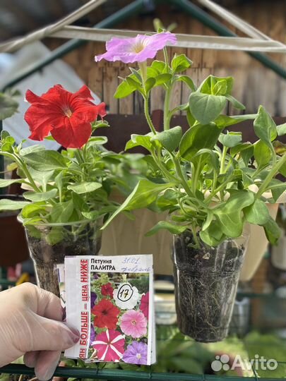 Рассада цветов и овощей