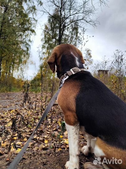 Собака бигль