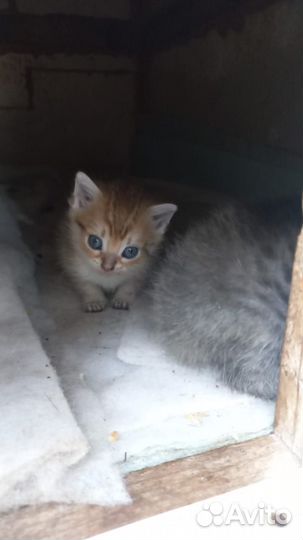 Красивые котята