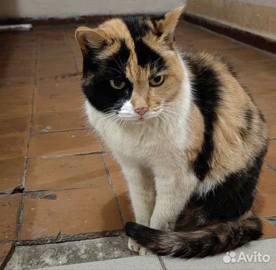Трехцветная кошечка