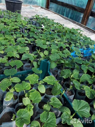 Рассада огурцов