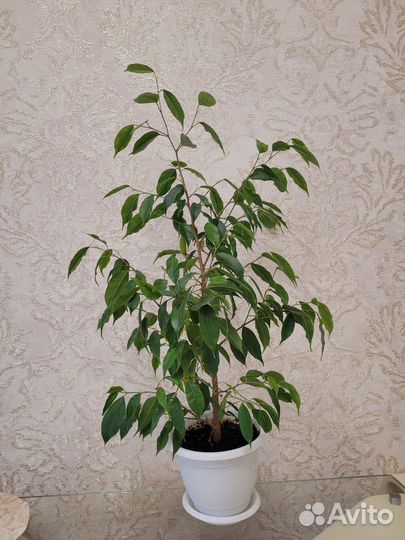 Фикус бенджамина пестролистный